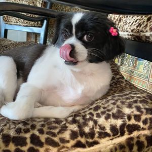 Meet your Posher, Pelota